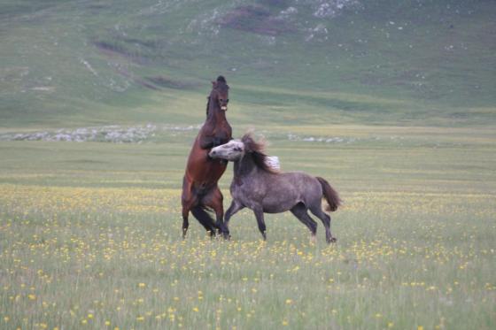 Borba za opstanak