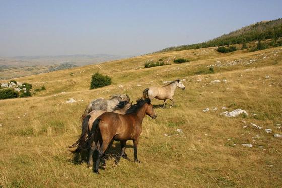 Divlji konji kod solane i na Bunarima