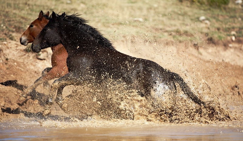 Divlji konji