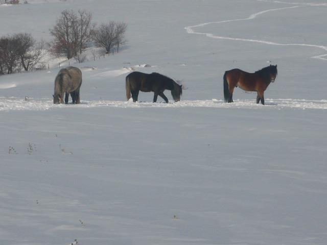 Veljača-2012_4