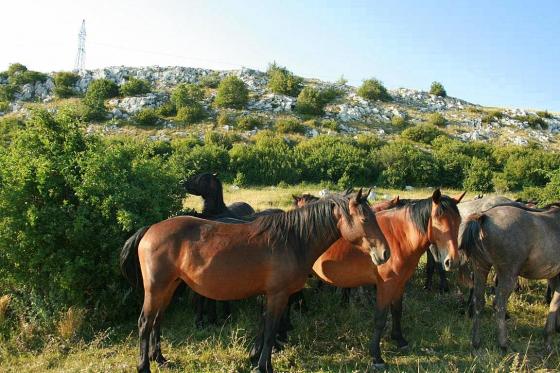 Divlji konji kod solane i na Bunarima