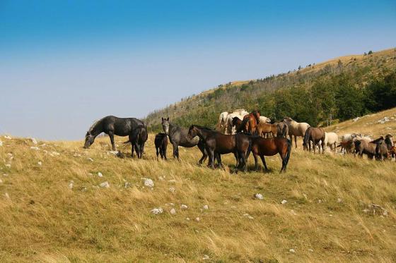 Divlji konji kod solane i na Bunarima